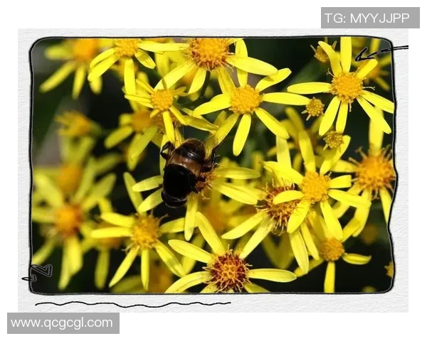 铜陵姚明花的独特魅力与生态价值探秘之旅 铜陵姚明花的独特魅力与生态价值探秘之旅